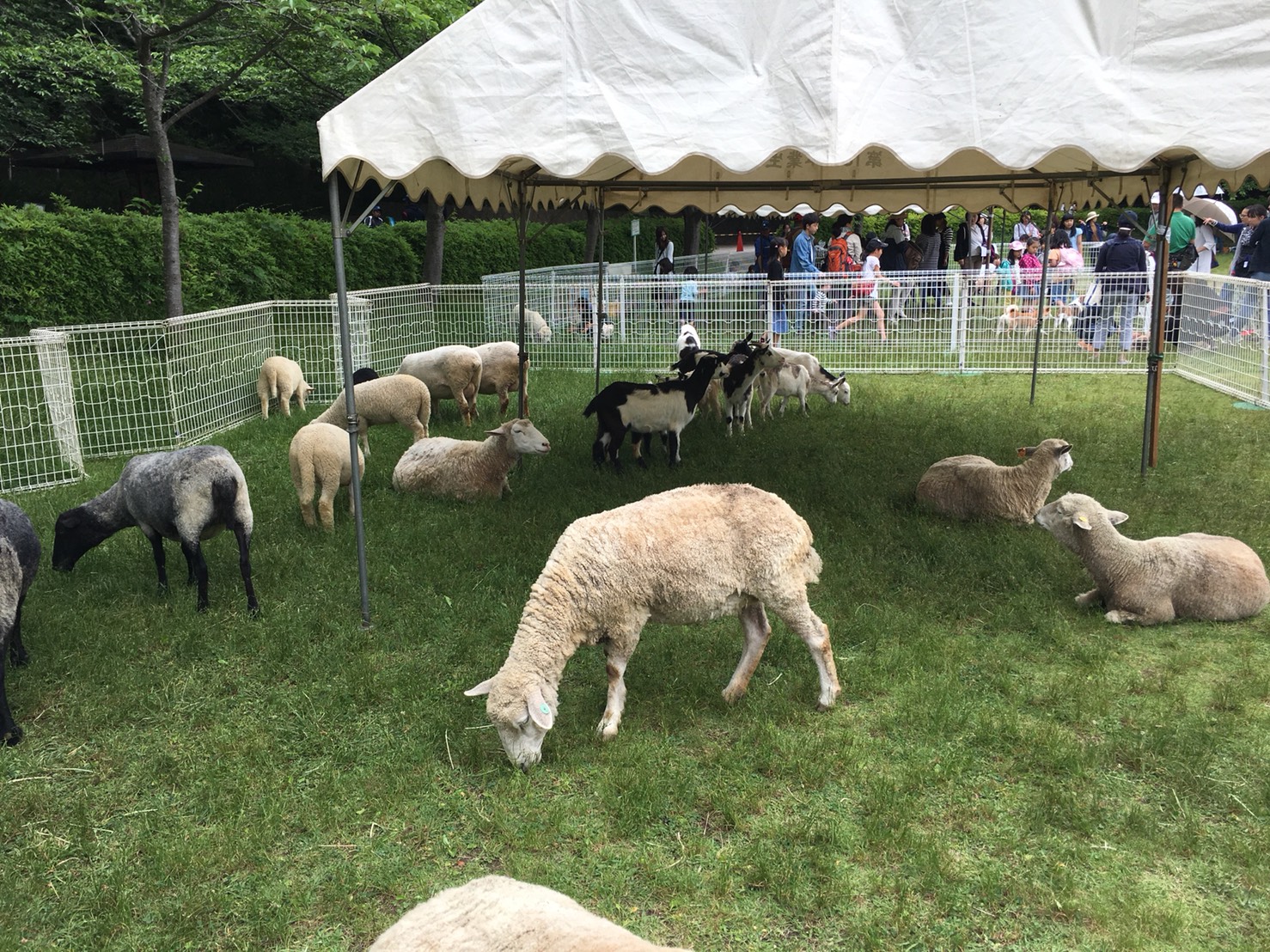 動物ふれあい実績
