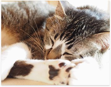 ペットシッター