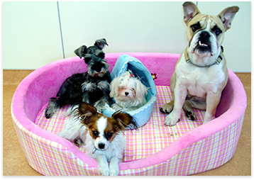 ちびわんこの会