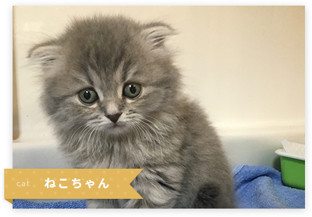 ねこちゃん