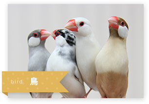 鳥