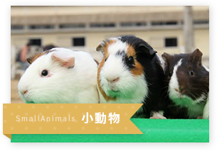 小動物