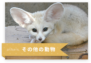 ハナモペッツ 港区三田のペットショップ ペットホテル