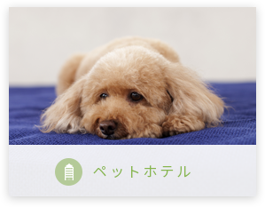 ペットホテル