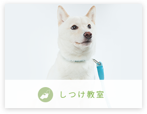 しつけ教室
