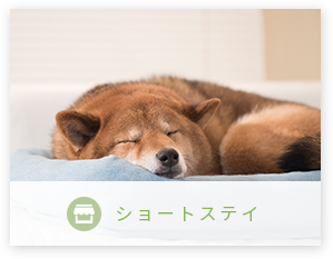 ショートステイ